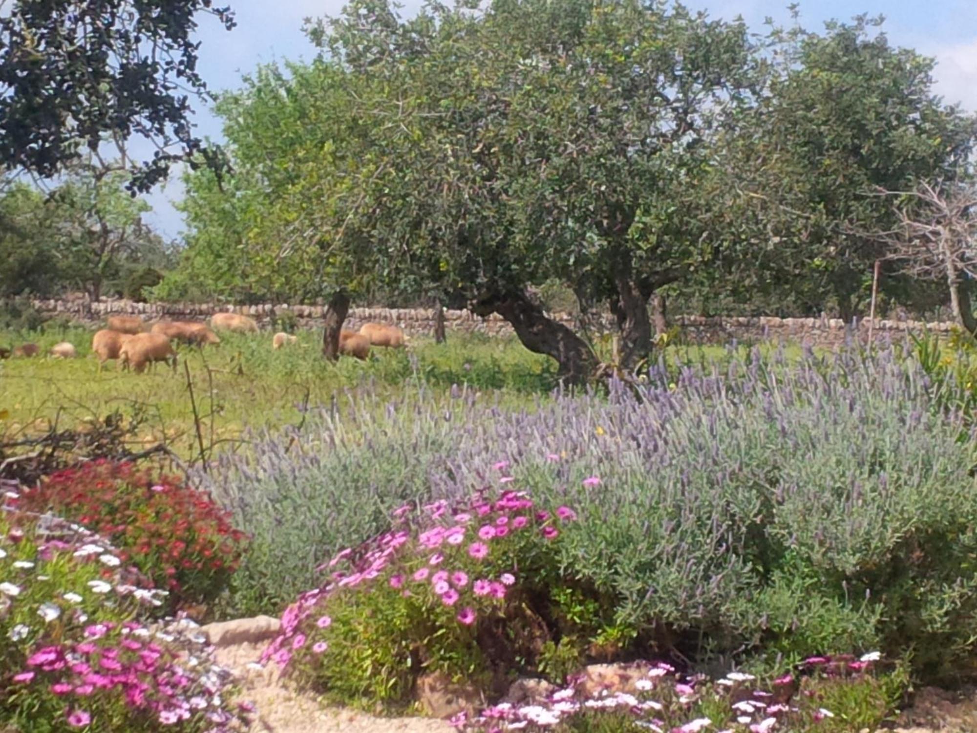 Finca Son Marimon Santanyi Esterno foto